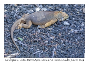 Land Iguana