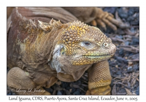 Land Iguana