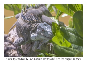 Green Iguana