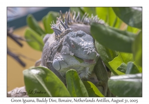 Green Iguana