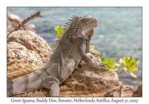 Green Iguana