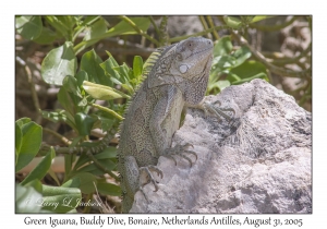 Green Iguana