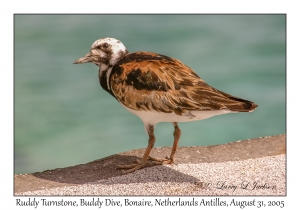 Ruddy Turnstone