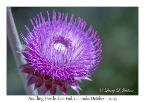 Nodding Thistle