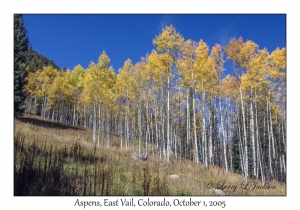 Aspens