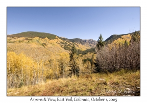 Aspens & View