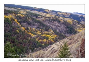 Aspens & View