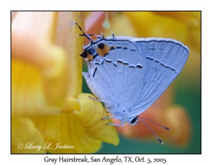 Gray Hairstreak