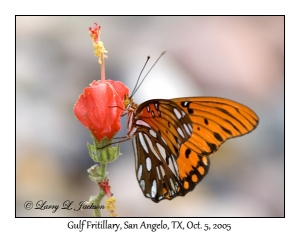 Gulf Fritillary