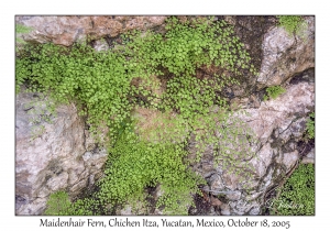 Maidenhair Fern