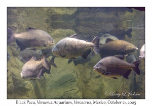 Black Pacu