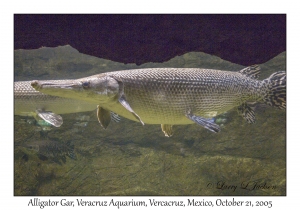 Alligator Gar