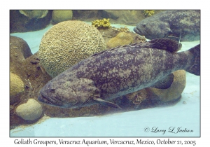 Goliath Groupers