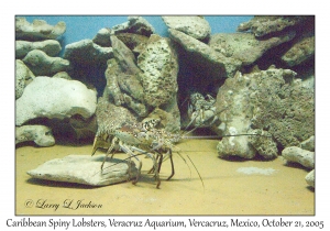 Caribbean Spiny Lobsters