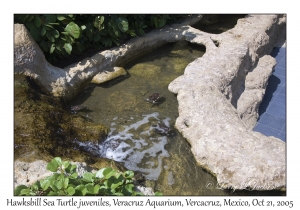 Hawksbill Sea Turtle juveniles