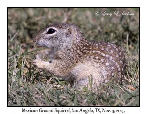 Mexican Ground Squirrel