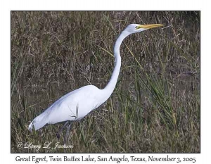 Great Egret