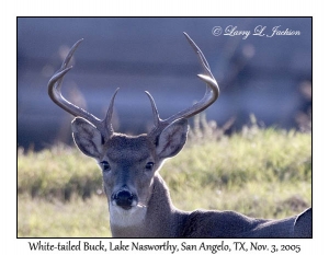 White-tailed Buck