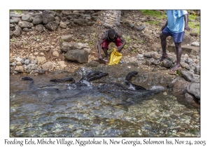 Feeding Eels