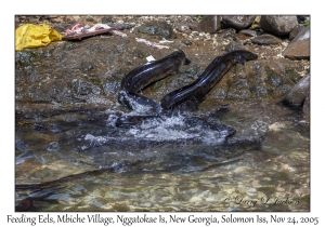 Feeding Eels