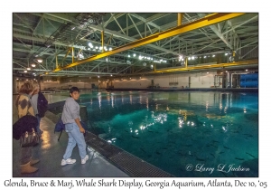 Whale Shark Display