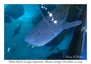 Whale Shark