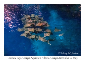 Cownose Rays