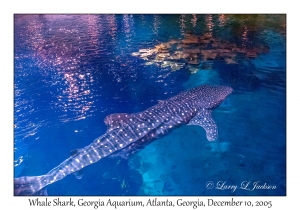 Whale Shark