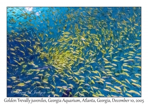 Golden Trevally juveniles