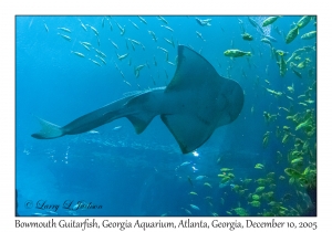 Bowmouth Guitarfish