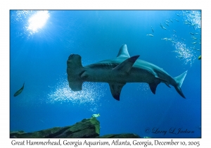 Great Hammerhead