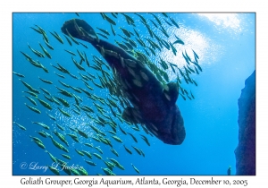 Goliath Grouper