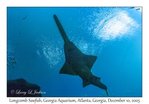 Longcomb Sawfish