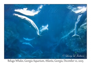 Beluga Whales