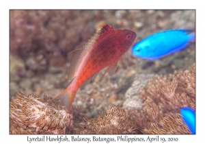 Lyretail Hawkfish