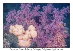 Carnation Corals