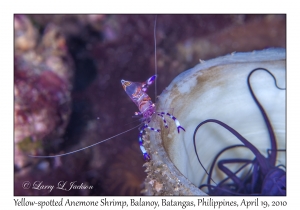 Yellow-spotted Anemone Shrimp