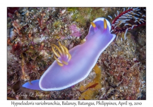 Hypselodoris variobranchia