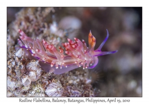 Redline Flabellina