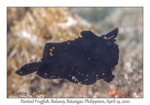 Painted Frogfish