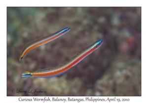 Curious Wormfish