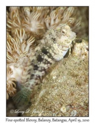 Fine-spotted Blenny