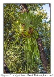 Staghorn Fern