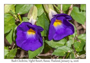 Bush Clockvine