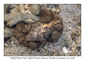 Teddy Bear Crab