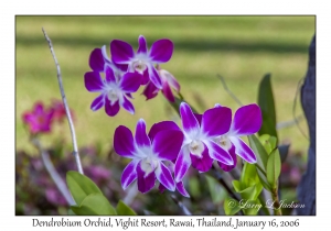 Dendrobium Orchid