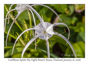 Caribbean Spider-lily