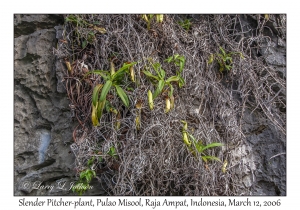 Slender Pitcher-plant