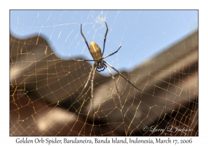 Golden Orb Spider