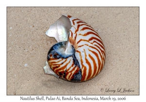 Nautilus Shell